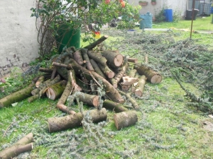 Baumsägearbeiten (10).JPG